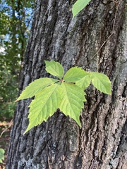 Parthenocissus quinquefolia