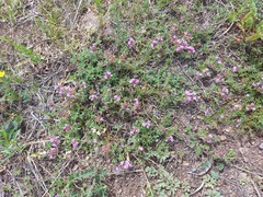 Thymus baicalensis