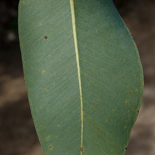 Eucalyptus botryoides