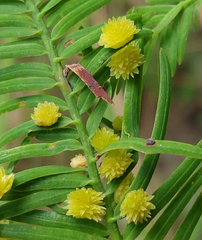 Taxodiomyia cupressi