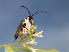 Stenocorus schaumii