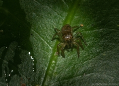 Prostheclina pallida