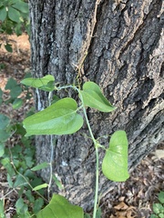 Smilax