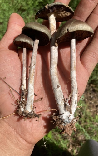 Psilocybe caerulescens