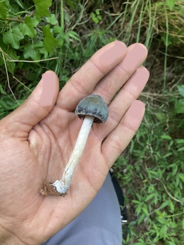 Psilocybe caerulescens