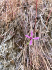 Clarkia lingulata