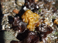 Leathesia marina