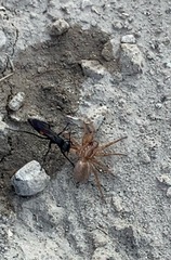 Anoplius semicinctus