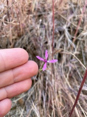 Clarkia lingulata