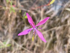 Clarkia lingulata