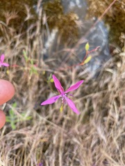 Clarkia lingulata