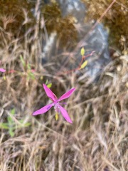 Clarkia lingulata