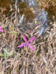 Clarkia lingulata