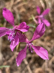 Clarkia lingulata