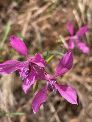Clarkia lingulata