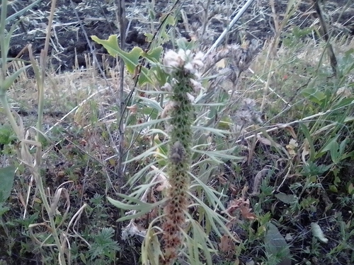 Leonurus glaucescens (Leonurus glaucescens)