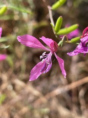 Clarkia lingulata