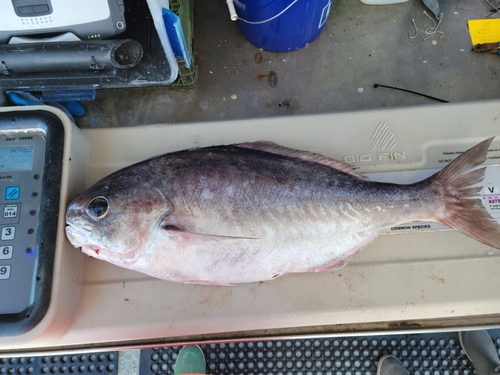 Black driftfish (Hyperoglyphe bythites) — Centrolophidae