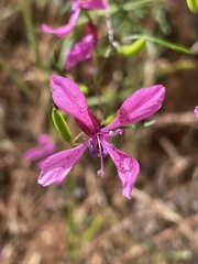 Clarkia lingulata