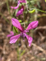 Clarkia lingulata