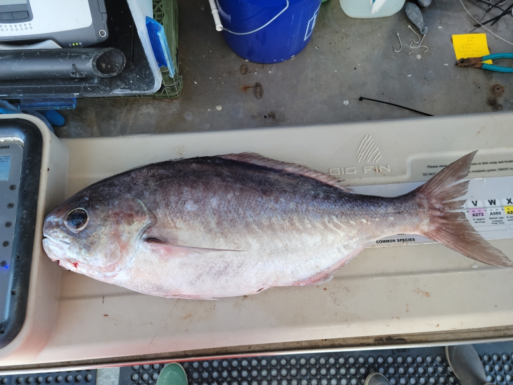 Black Driftfish