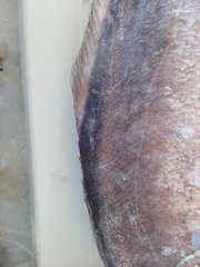 Hyperoglyphe bythites