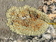 Lecanora sierrae
