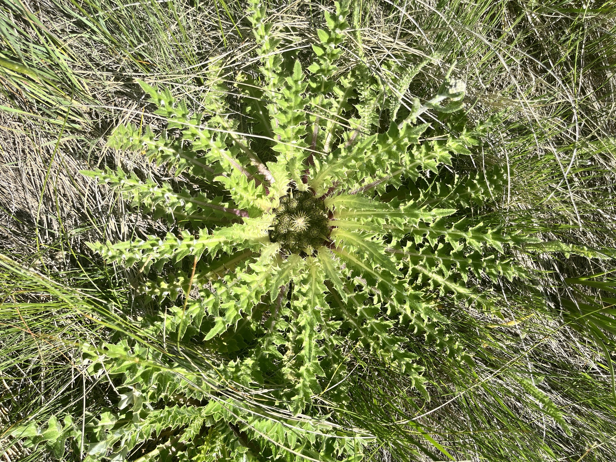 Cirsium scariosum var. americanum