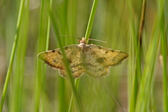 Macaria sulphurea