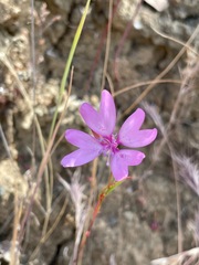 Clarkia biloba