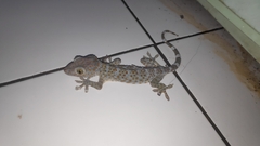 Gekko gecko