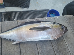 Thunnus atlanticus