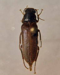 Selonodon