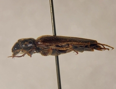 Selonodon