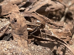 Oedaleus abruptus