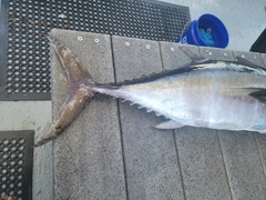 Thunnus atlanticus
