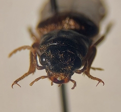 Selonodon