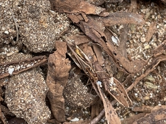 Oedaleus abruptus