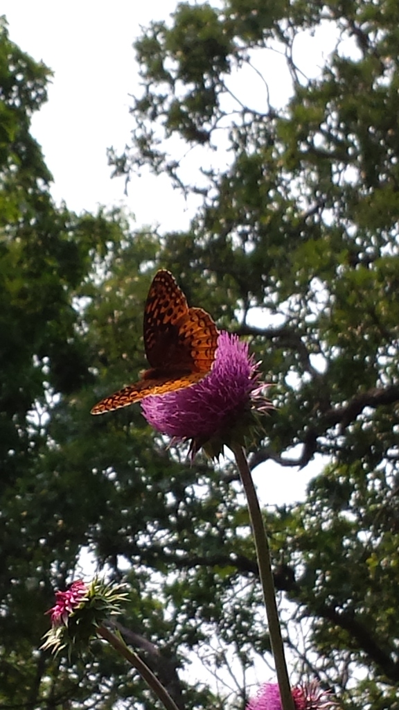 musk thistle from Kettle Moraine State Forest Southern Unit Headquarters, Eagle, WI on 04 July
