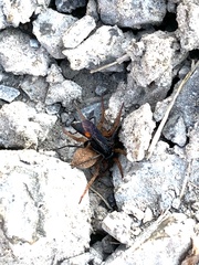 Anoplius semicinctus