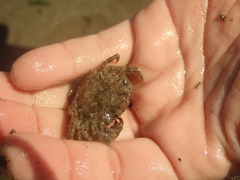 Metacarcinus anthonyi