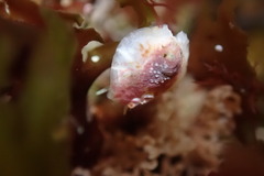 Crepipatella lingulata