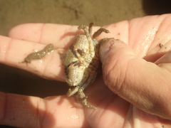 Metacarcinus anthonyi