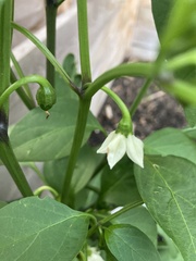 Capsicum annuum annuum