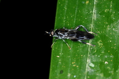 Archistratiomys rufipalpis