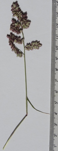 Eragrostis brizantha image