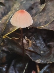 Marasmius bellipes