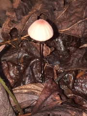 Marasmius bellipes