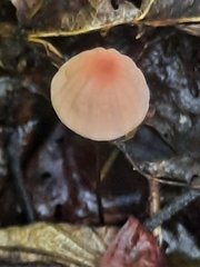 Marasmius bellipes
