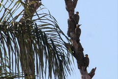 Colaptes campestris campestris